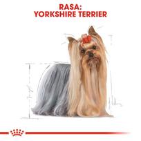 sunu konservai - Royal Canin Yorkshire 12 X 85 g - 4 nuotrauka