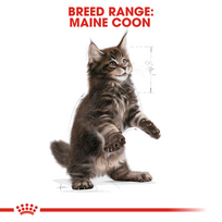 royal canin kitten - Royal Canin Maine Coon Kitten 0,4 kg - 4 nuotrauka