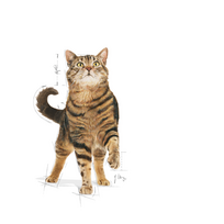 maistas sterilizuotom katem - Royal Canin Appetite Control sausas maistas katėms, 0,4 kg - 7 nuotrauka