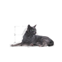 royal canin sterilised - Royal Canin FHN Sterilised +7 400g - 7 nuotrauka