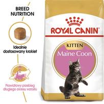 royal canin kitten - Royal Canin Maine Coon Kitten, 2 kg - 2 nuotrauka