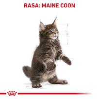 royal canin kitten - Royal Canin Maine Coon Kitten, 2 kg - 7 nuotrauka