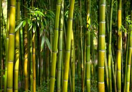 Fototapetas Artgeist Oriental Garden 4XLFT747, 280 cm x 280 cm
