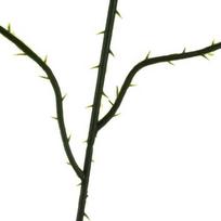 gardlov - Dirbtinė šakelė 22557, žalia sp., 47 cm x 25 cm - 5 nuotrauka