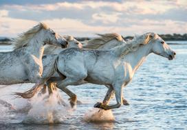 Fototapetas Artgeist Wild Race, 175 cm x 250 cm