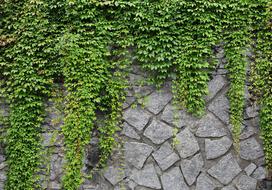 Fototapetas Artgeist Green Wall SNEW011235SAM, 70 cm x 98 cm
