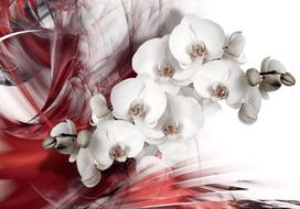 Fototapetas Artgeist Orchid In Red XXLNEW011424, 210 cm x 300 cm