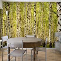 Fototapetas Artgeist Birch forest, 309 cm x 400 cm