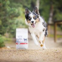 raw paleo - VetExpert RAW PALEO Ultra Medium&Large Puppy Beef 10 kg - 3 nuotrauka