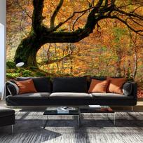 Fototapetas Artgeist Autumn, Forest And Leaves, 270 cm x 441 cm
