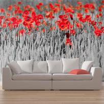Fototapetas Artgeist Red Poppies On Black And White Background, 270 cm x 450 cm