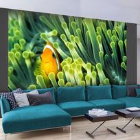 Fototapetas Artgeist Anemonefish LFTNT1013SAM, 154 cm x 196 cm