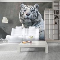 Fototapetas Artgeist Bengali Tiger In Zoo LFTNT1023SAM, 154 cm x 196 cm