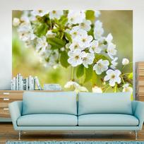 Fototapetas Artgeist Beautiful Delicate Cherry Blossoms XXLFTNT1400, 231 cm x 300 cm