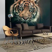Fototapetas Artgeist Bengal Tiger 4XLFTNT0741SAM, 309 cm x 392 cm