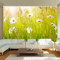 Fototapetas Artgeist Daisy Field XXLFTNT1377, 231 cm x 300 cm
