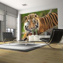 Fototapetas Artgeist Sumatran Tiger XLFTNT0106, 193 cm x 250 cm