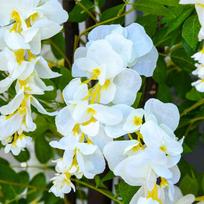 baltas cementas - Dirbtinis augalas vazone, Outsunny, balta/žalia (White/Green), 165 cm - 3 nuotrauka