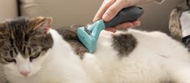 furminatorius katems - Furminatorius Furminator Deshed - 2 nuotrauka