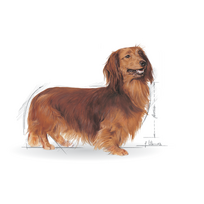 vistiena - Sausas Šunų Maistas - Royal Canin Daksas Suaugusiųjų 1,5 kg - 2 nuotrauka