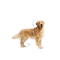 auksaspalvis retriveris - Sausas Šunų Maistas - Royal Canin Auksaspalvis Retriveris 12 Kg - 7 nuotrauka