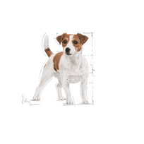 royal canin mini adulto 8 - ROYAL CANIN Mini Adult 16 kg (2 x 8kg) sausas maistas suaugusių mažų veislių šunims - 6 nuotrauka