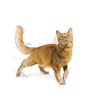 royal canin sausas maistas katems - Royal Canin FHN Fit 10kg - 7 nuotrauka