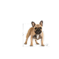 sunu maistas - Sausas Šunų Maistas - Royal Canin Prancūzų Buldogas Suaugusiųjų 9 Kg - 7 nuotrauka