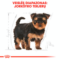 jorksyro terjero suniukai - Royal Canin Yorkshire Terrier Junior 7,5 kg - 6 nuotrauka