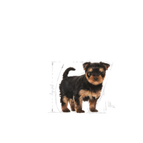 jorksyro terjero suniukai - Royal Canin Yorkshire Terrier Junior 7,5 kg - 7 nuotrauka