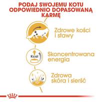 meskenas - Royal Canin Mainecoon 85 g maišelis 12 X 85 g - 4 nuotrauka