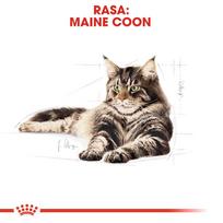 meskenas - Royal Canin Mainecoon 85 g maišelis 12 X 85 g - 6 nuotrauka