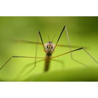 sony fe f 2 8 objektyvas - Sony FE 100mm F2.8 Macro GM OSS (Juodas) - 2 nuotrauka