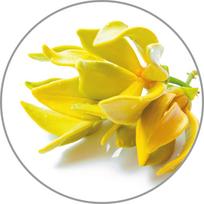 aromatiniai aliejai - Medisana Kvapiųjų Kanangų kvapo eterinis aliejus, 10 ml - 2 nuotrauka