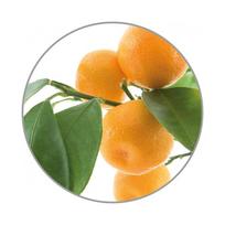 aromatiniai aliejai - Medisana Apelsinų kvapo eterinis aliejus, 10 ml - 2 nuotrauka