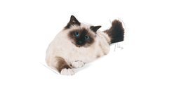 royal canin sausas maistas katems - Royal Canin Hairball Care 4 kg - 7 nuotrauka