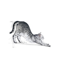 cat - Royal Canin Indoor 27 10 kg - 7 nuotrauka