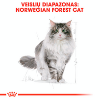 royal canin sausas maistas katems - Royal Canin Norvegien 2 kg - 5 nuotrauka