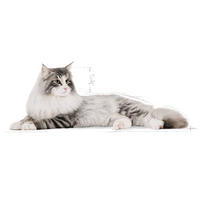 royal canin sausas maistas katems - Royal Canin Norvegien 2 kg - 7 nuotrauka