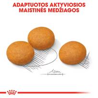 royal canin dermacomfort - Sausas šunų maistas Royal Canin CCN Maxi Dermacomfort, 12 kg - 4 nuotrauka
