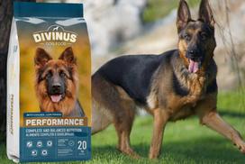 grudai - Sausas šunų maistas Divinus, grūdai/mėsa, 20 kg - 3 nuotrauka