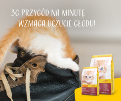 kaciu josera 10kg - Josera Kitten sausas maistas kačiukams, 10 kg + 1 kg - 2 nuotrauka