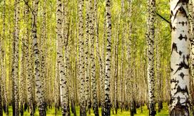 Fototapetas Artgeist Birch Forest, 270 cm x 450 cm
