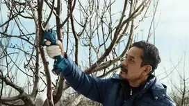 akumuliatorinis sekatorius - Bosch 12V 25mm PRO PRUNER - 4 nuotrauka