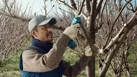 akumuliatorinis sekatorius - Bosch 12V 25mm PRO PRUNER - 7 nuotrauka