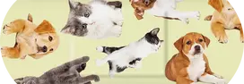 pleistrai vaikams - SALVEQUICK pleistrai ANIMAL PLANET, 20 vnt. - 2 nuotrauka