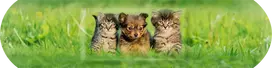 pleistrai vaikams - SALVEQUICK pleistrai ANIMAL PLANET, 20 vnt. - 4 nuotrauka
