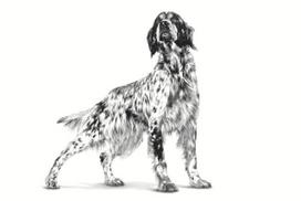hepatic suniui - ROYAL CANIN Dog Hepatic VHN - sausas šunų maistas - 7kg - 3 nuotrauka