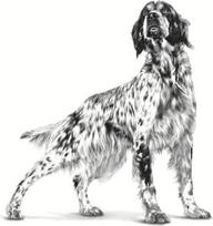 royal canin fibro - Šlapias šunų maistas Royal Canin Gastrointestinal High Fibre, mėsa, 0.2 kg - 2 nuotrauka