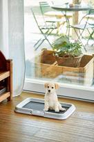 kraikas senukai - ZOLUX dog / cat litter box Šuo Atvira kraiko dėžė Juoda, Pilka - 2 nuotrauka
